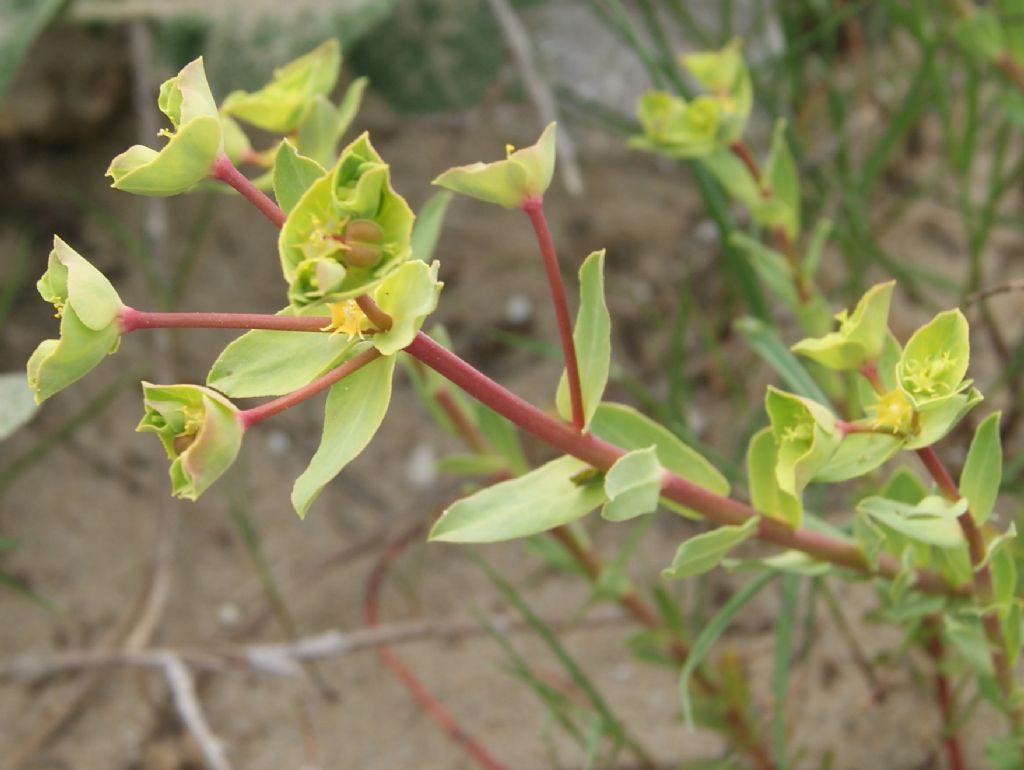 Euphorbia terracina